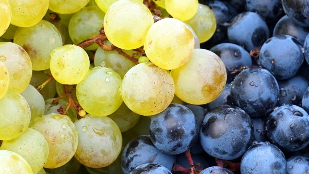 Uvas