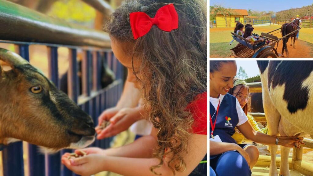Mini Fazenda Pet Zoo
